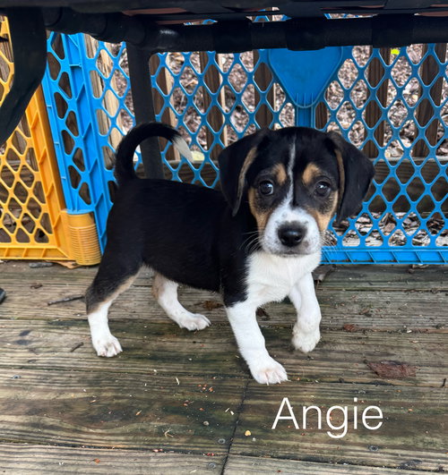 Angie, an adoptable Beagle in Parker Ford, PA