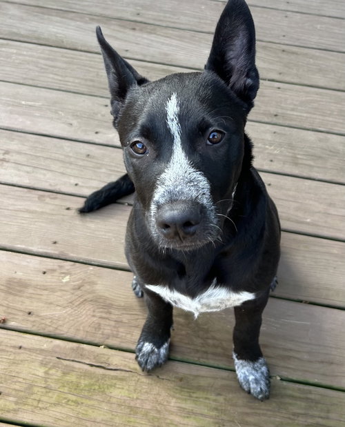 picture of the dog needing adoption