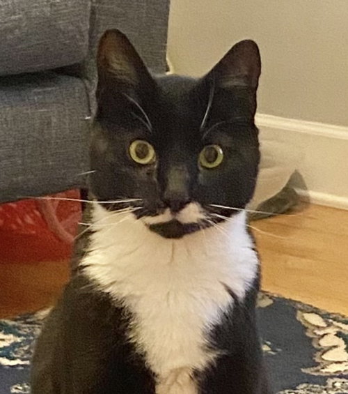 Stache, Adult Tuxedo / Domestic Short Hair (short coat), cat for adoption in Camden, New Jersey