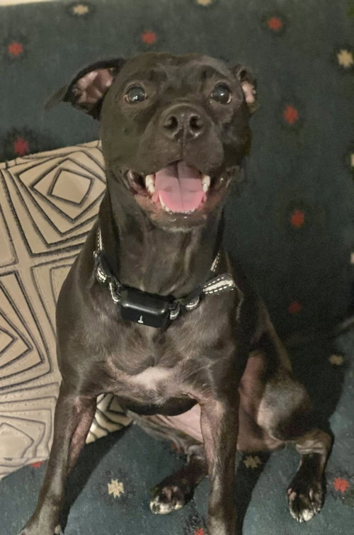 Dixie, an adoptable Labrador Retriever in Parker Ford, PA