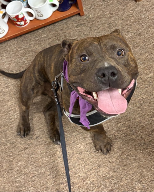Hank aka Tank, an adoptable American Pit Bull Terrier in Parker Ford, PA