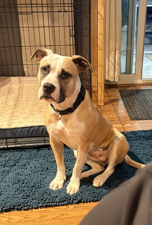 Roxy, an adoptable American Staffordshire Terrier in Parker Ford, PA