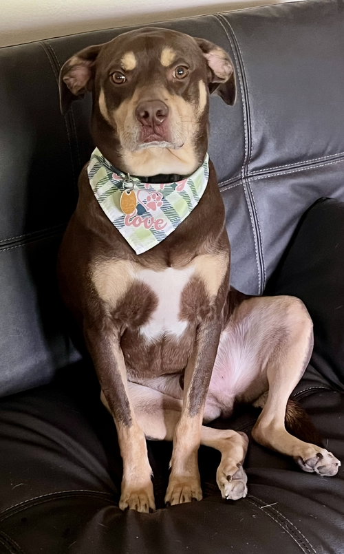 Brownie, an adoptable Hound in Parker Ford, PA