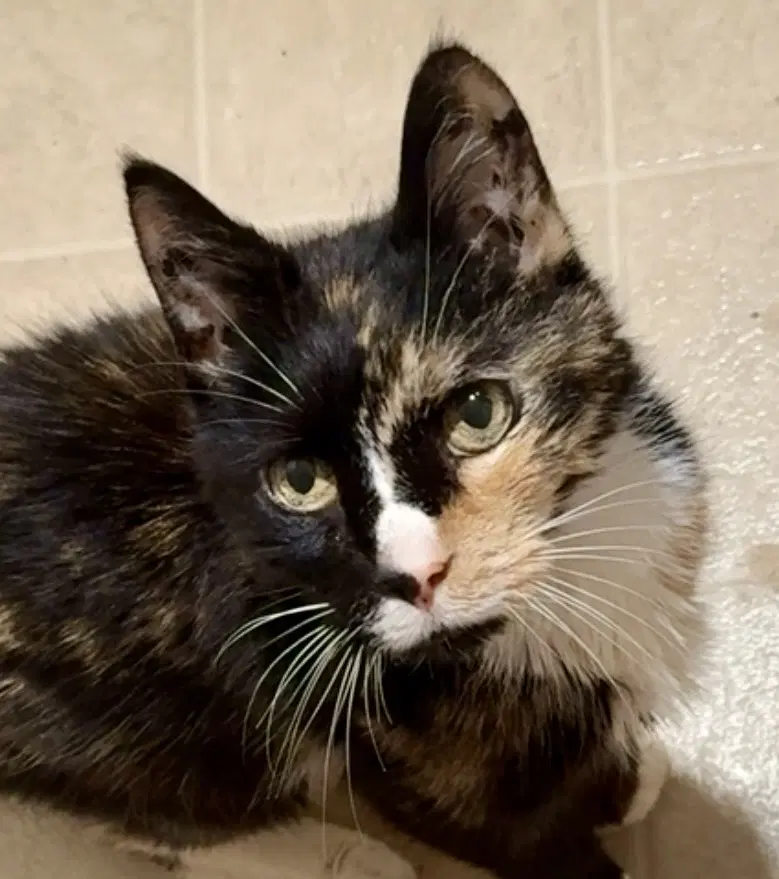 Brownie - Tortoiseshell
