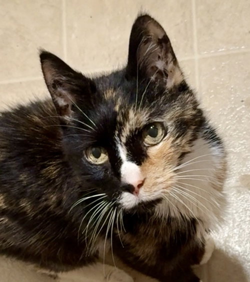 Brownie Bella, an adoptable Tortoiseshell in Parker Ford, PA