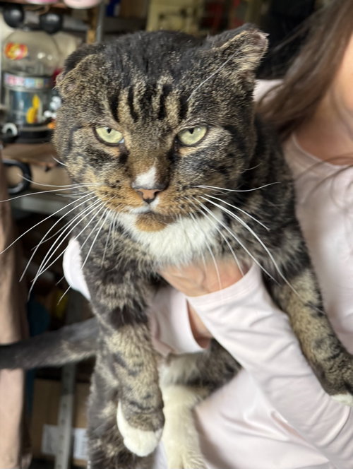 Frank Sinatra, an adoptable Tabby in Parker Ford, PA