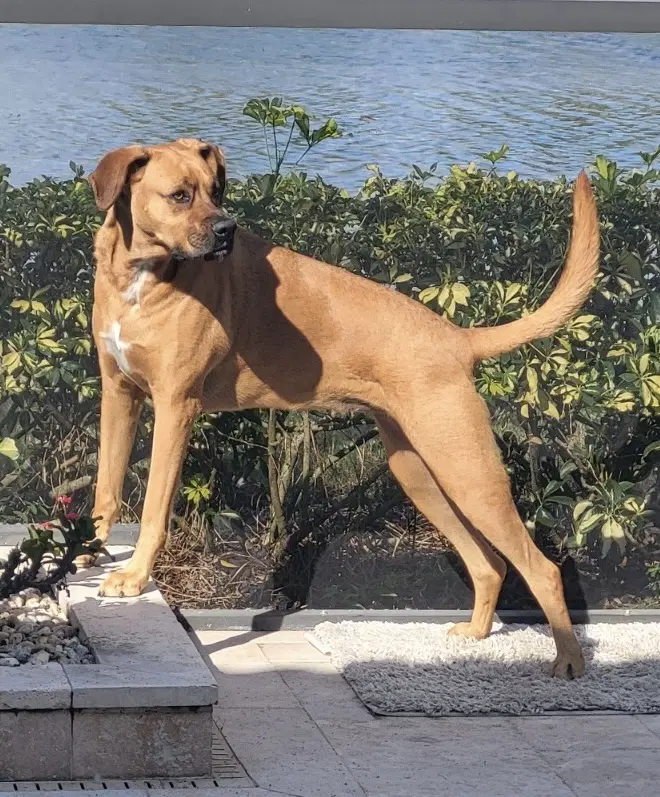 Maggie Courtesy Post - Boxer