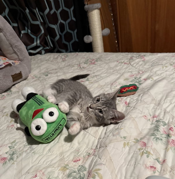 Taco