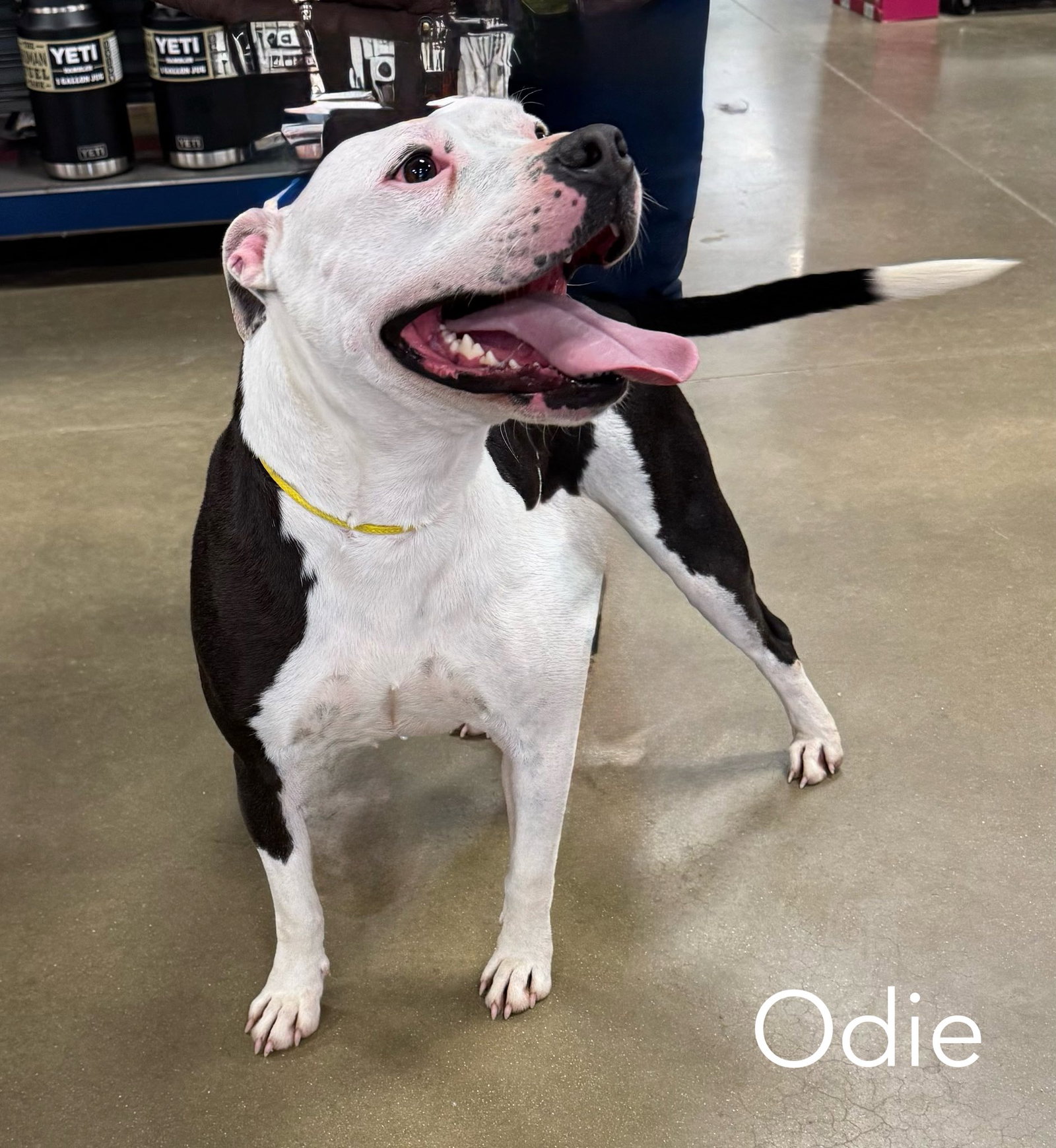 Odie FOSTER NEEDED
