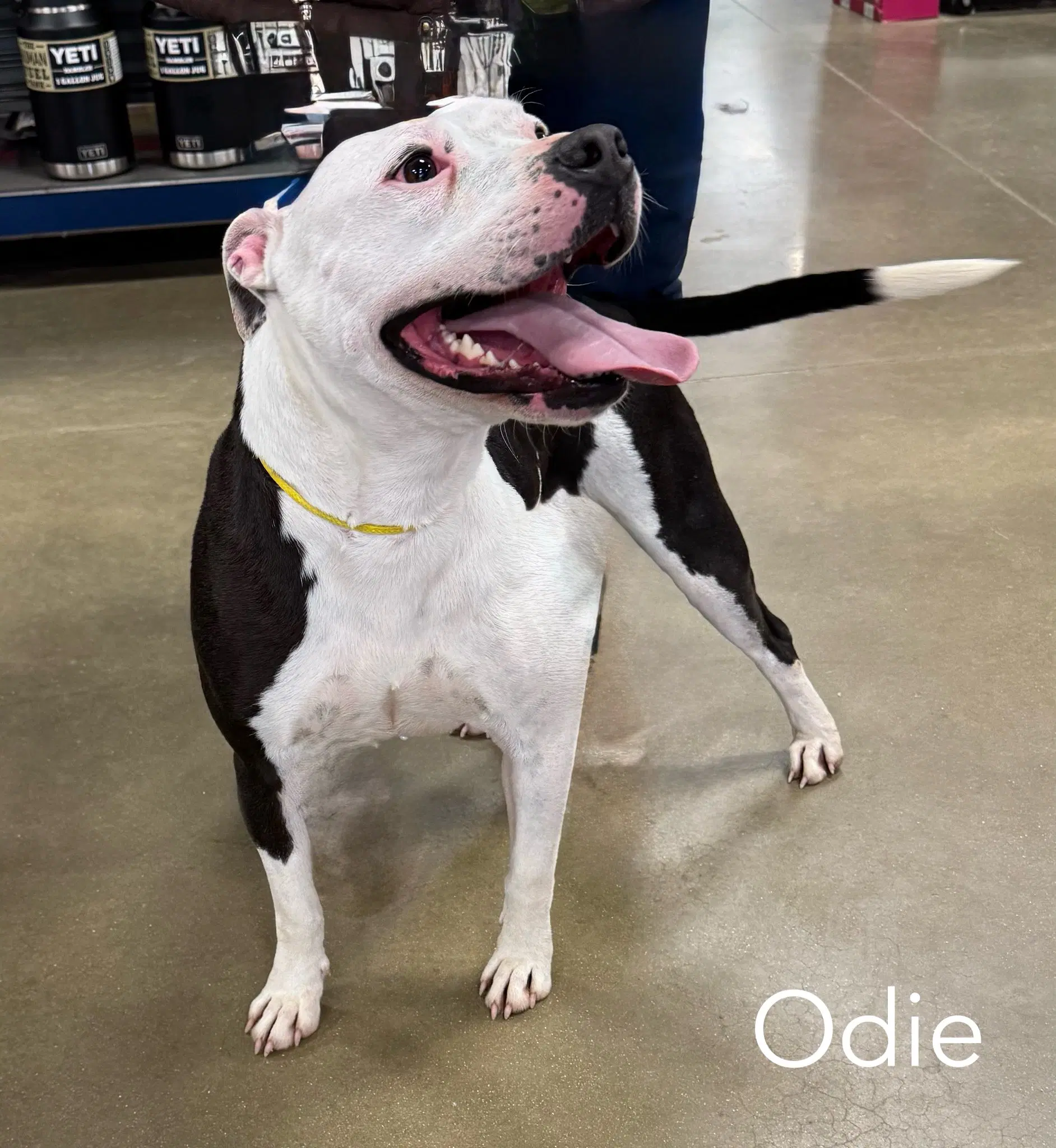 Odie Foster Needed - American Bulldog