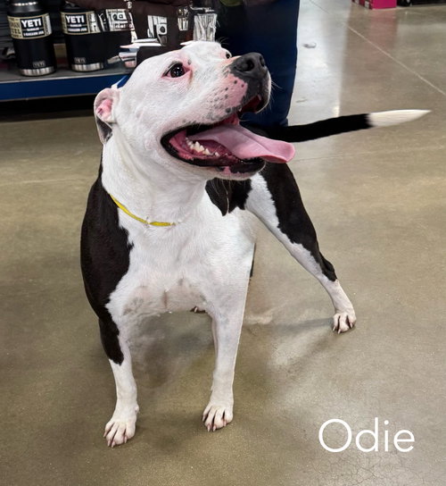 Odie FOSTER NEEDED