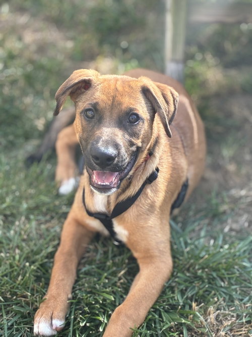 Sampson