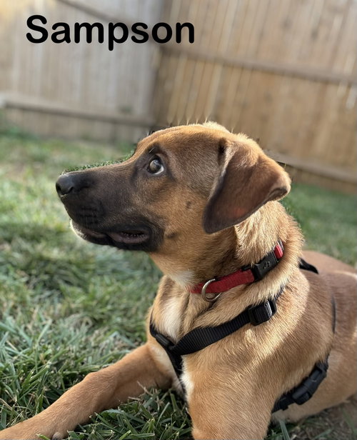 Sampson photo 3