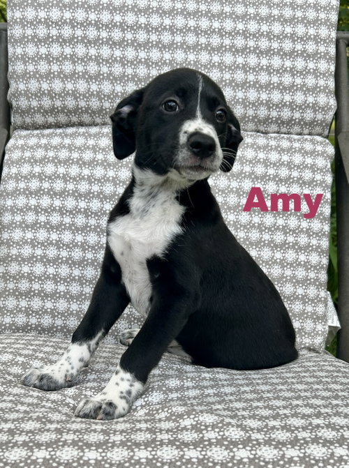 Amy