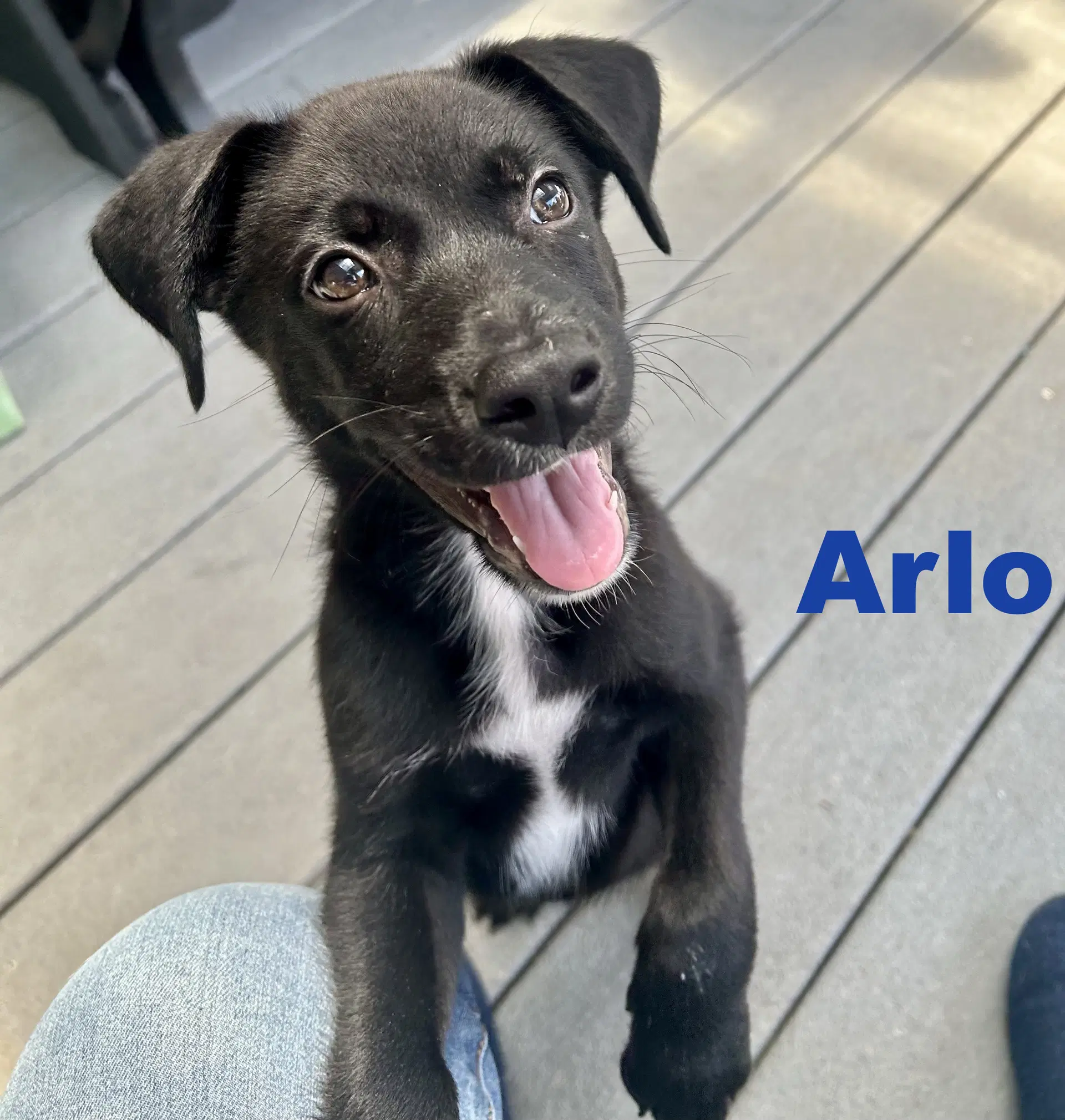 Arlo - Border Collie