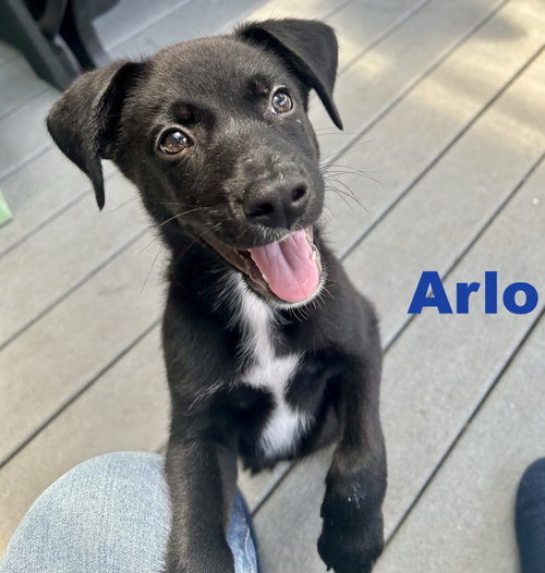 Arlo