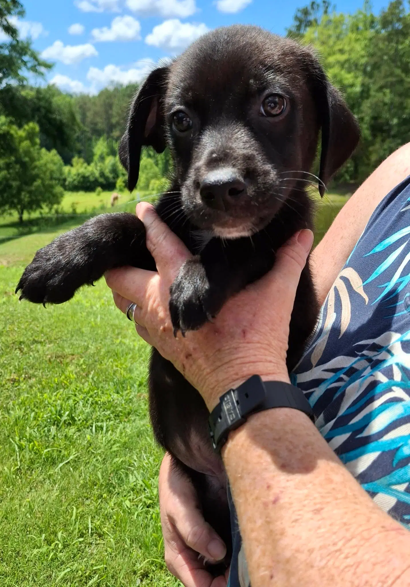 Arlo image 2
