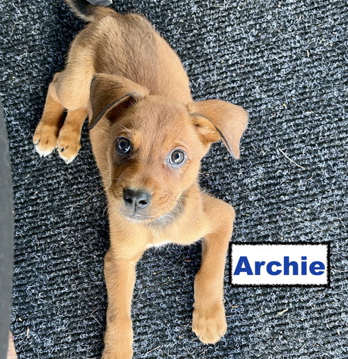 Archie