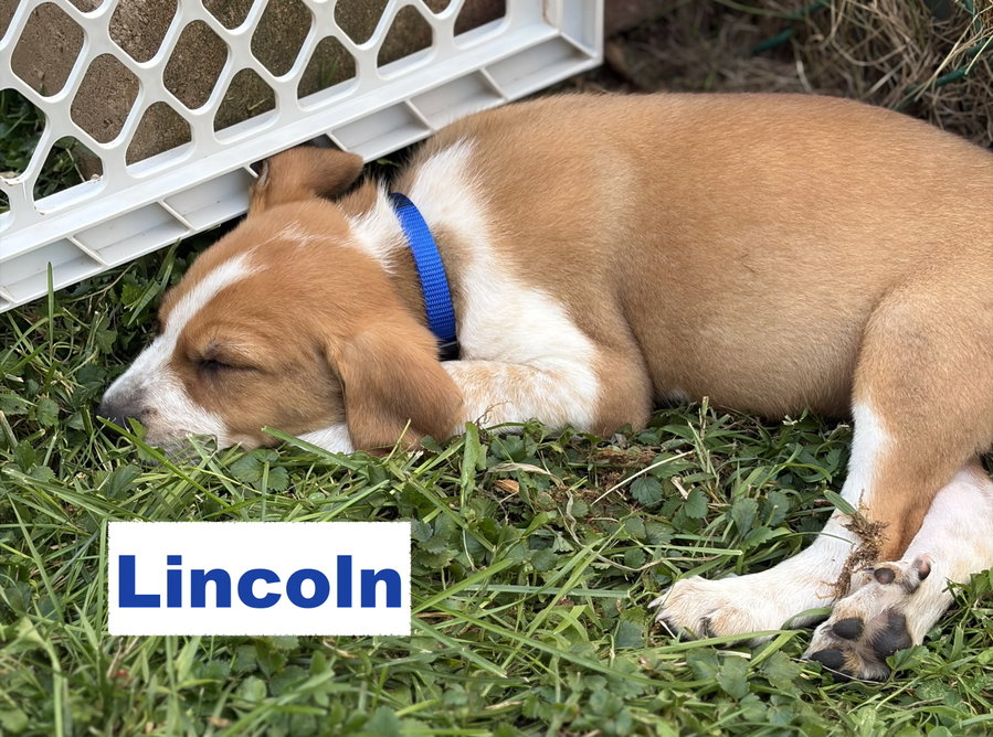 Lincoln