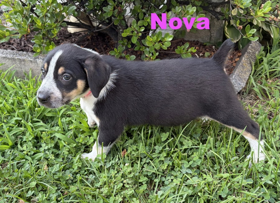 Nova