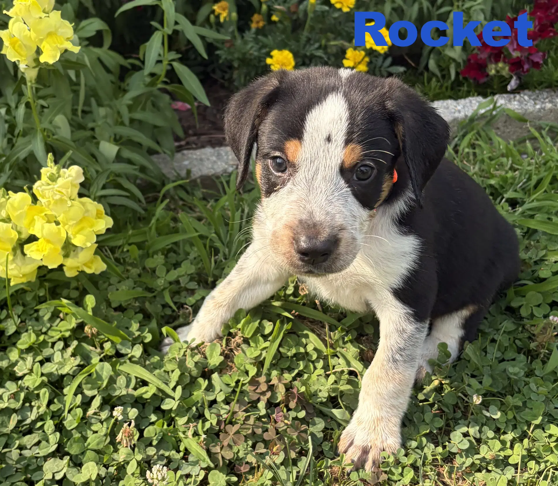 Rocket - Australian Shepherd