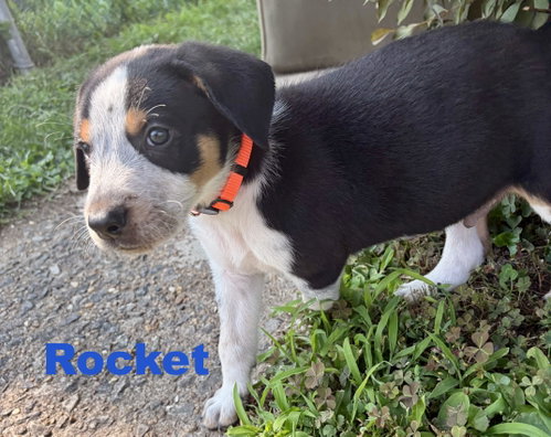 Photo 2 of Rocket