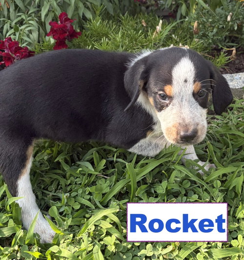 Photo 3 of Rocket