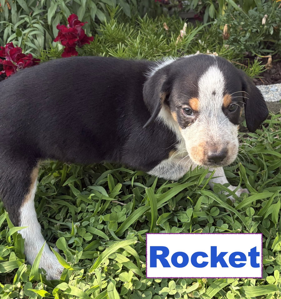 Rocket
