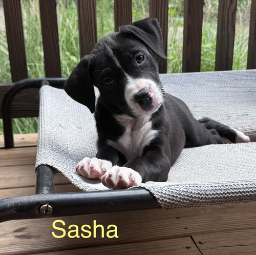Sasha
