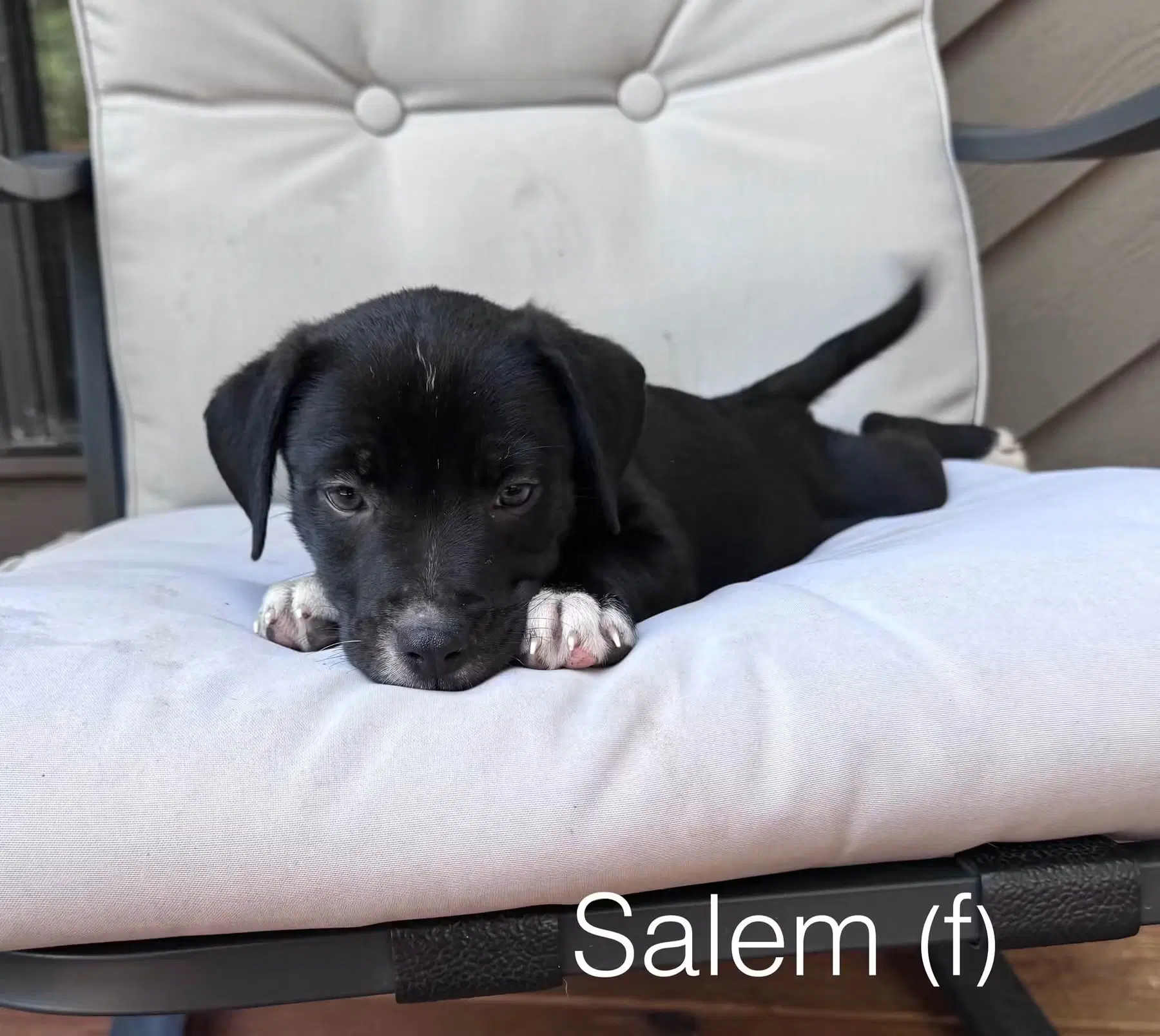 Salem - American Staffordshire Terrier
