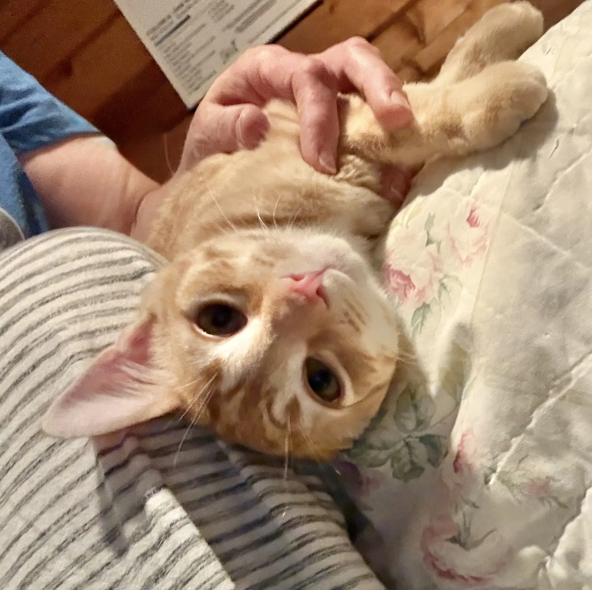 Gritty - Tabby