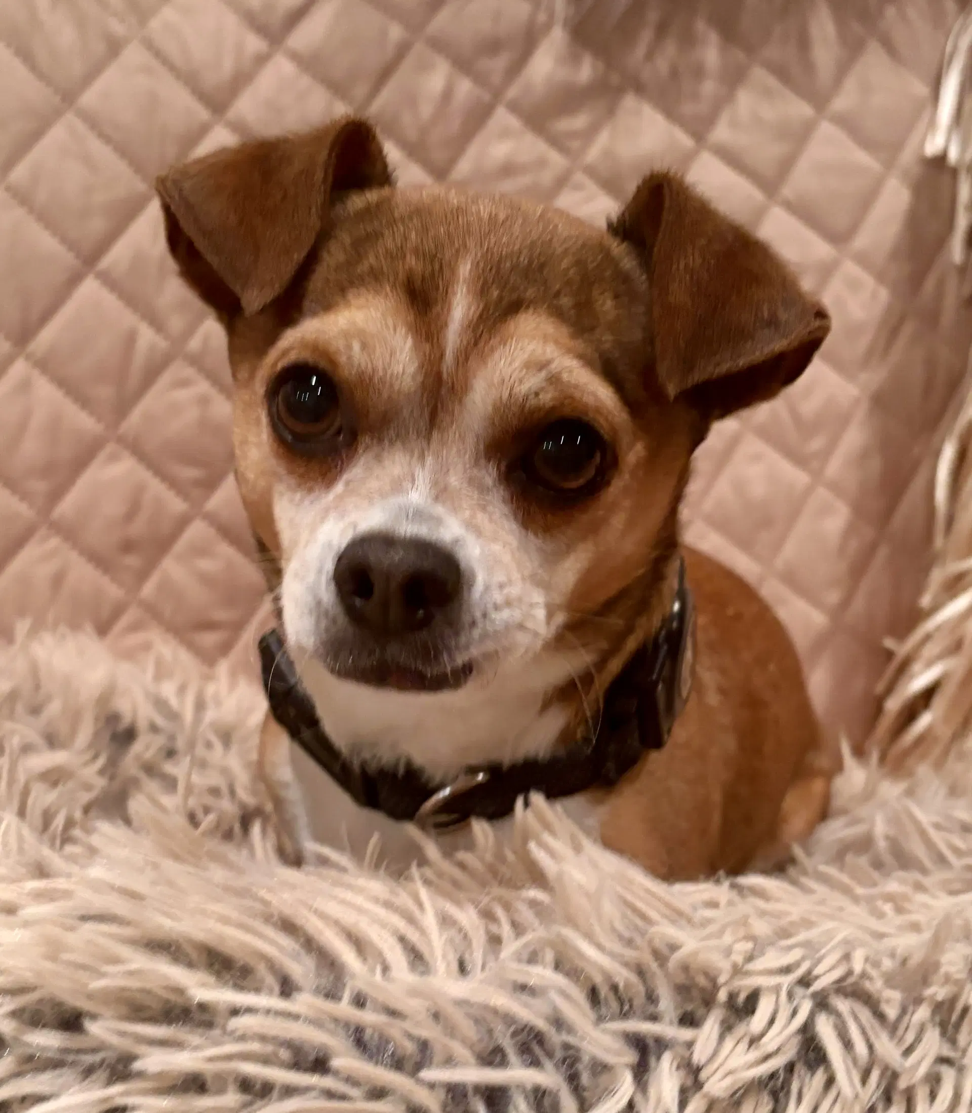 Tipi - Chihuahua