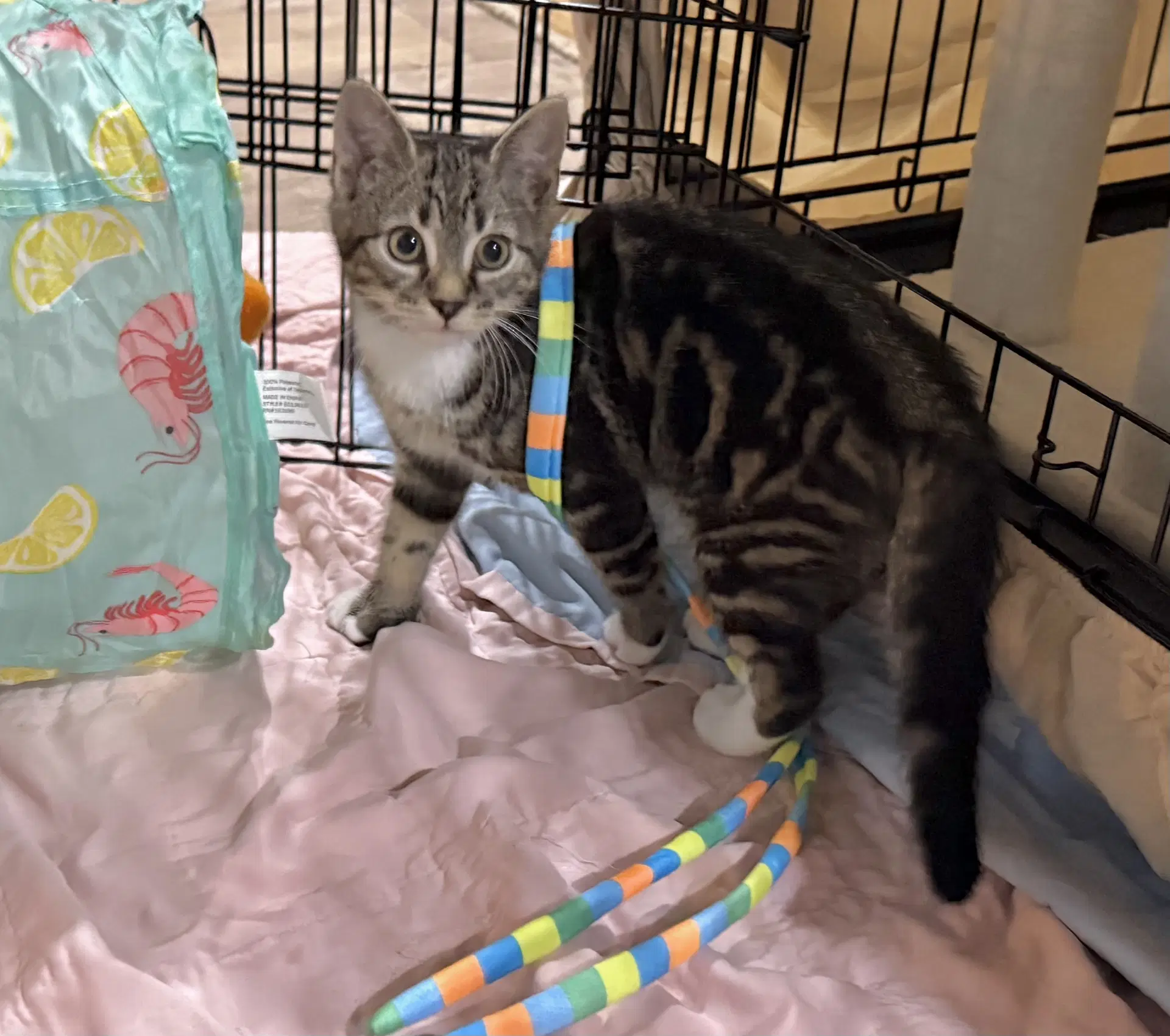 Birria - Tabby