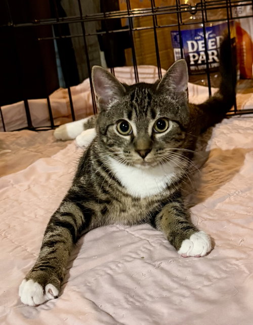 Birria, a cat for adoption from Forever Home Rescue