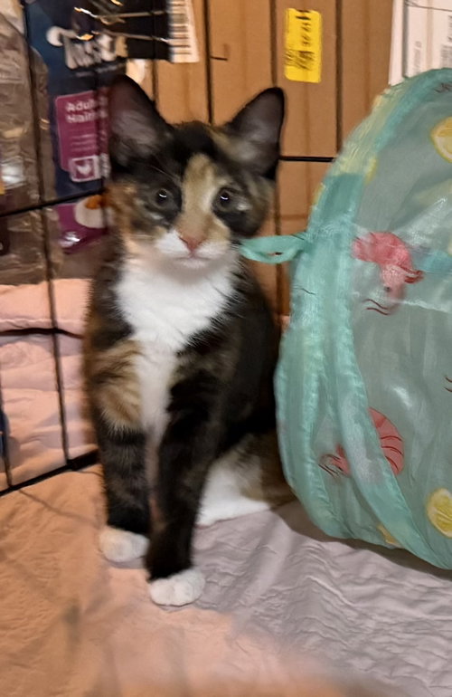 picture of the cat needing adoption