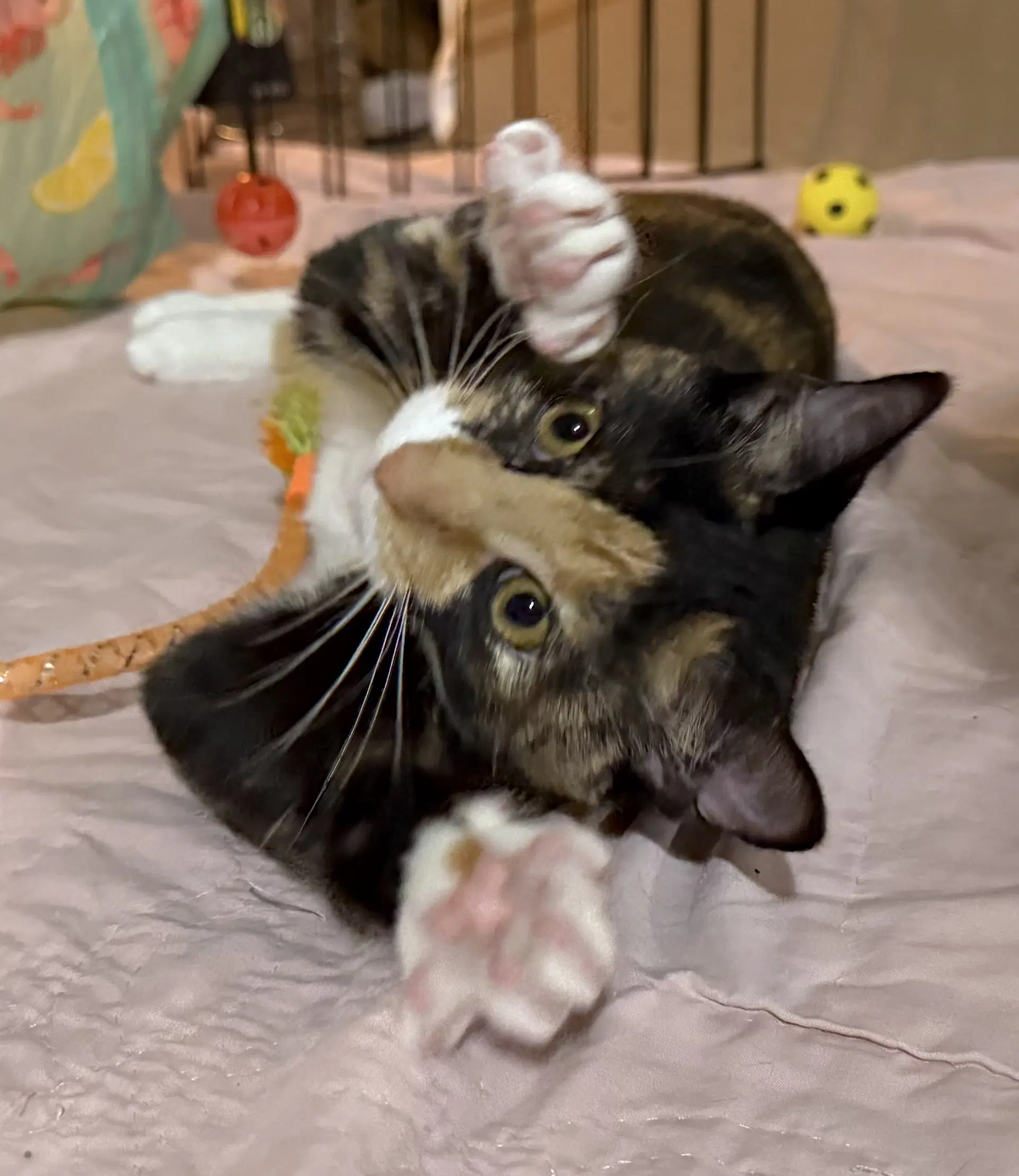 Horchata - Calico