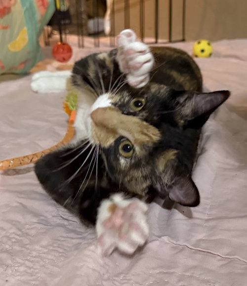 Horchata, a cat for adoption from Forever Home Rescue
