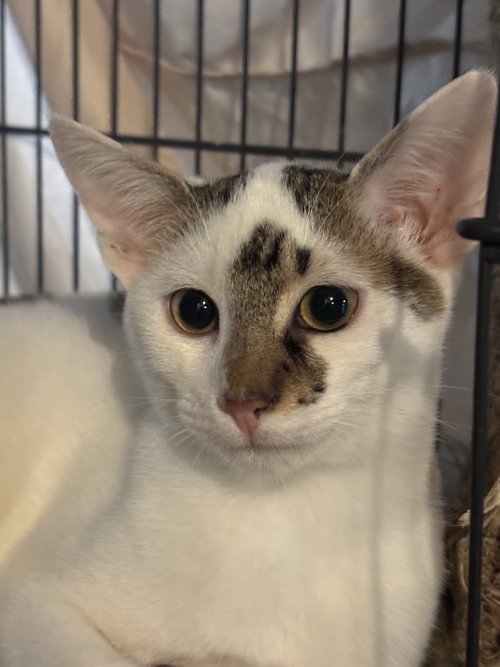 Bugsy, a cat for adoption from Forever Home Rescue