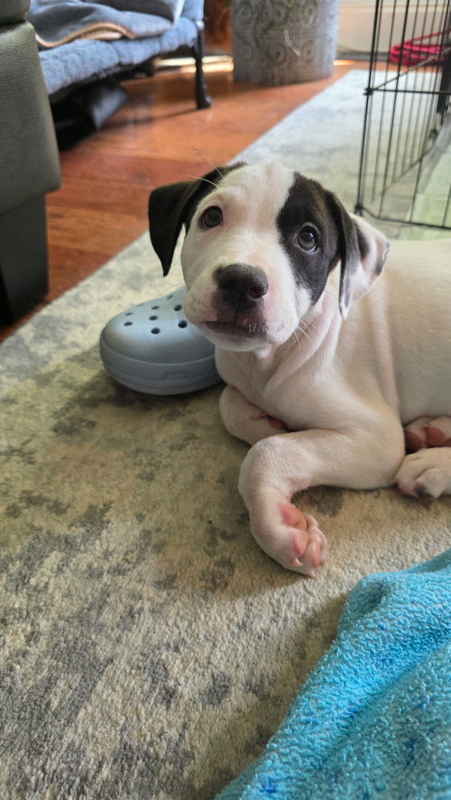 picture of the dog needing adoption
