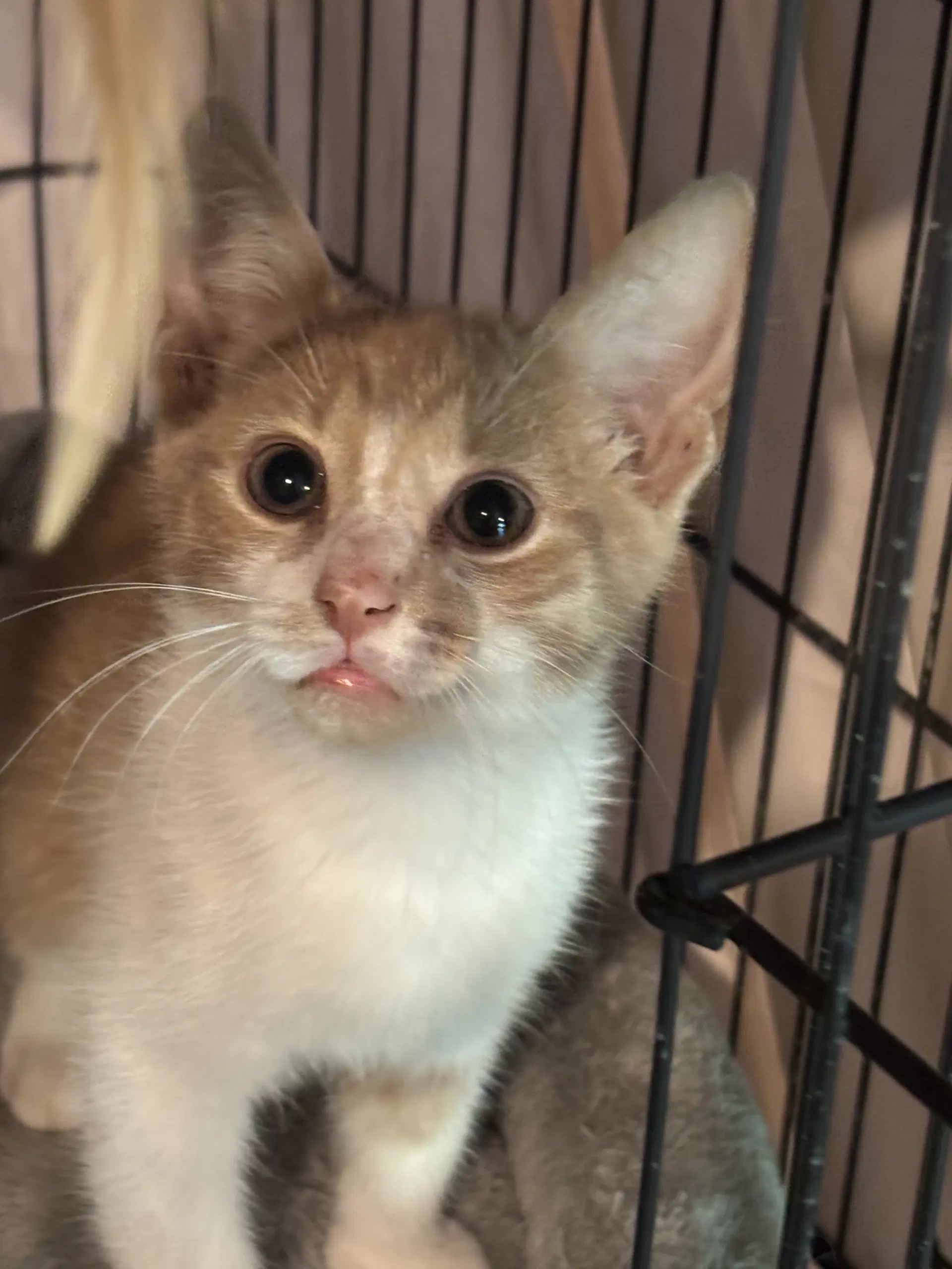 Mac - Domestic Short Hair