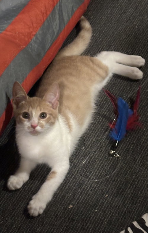 Mac, a cat for adoption from Forever Home Rescue