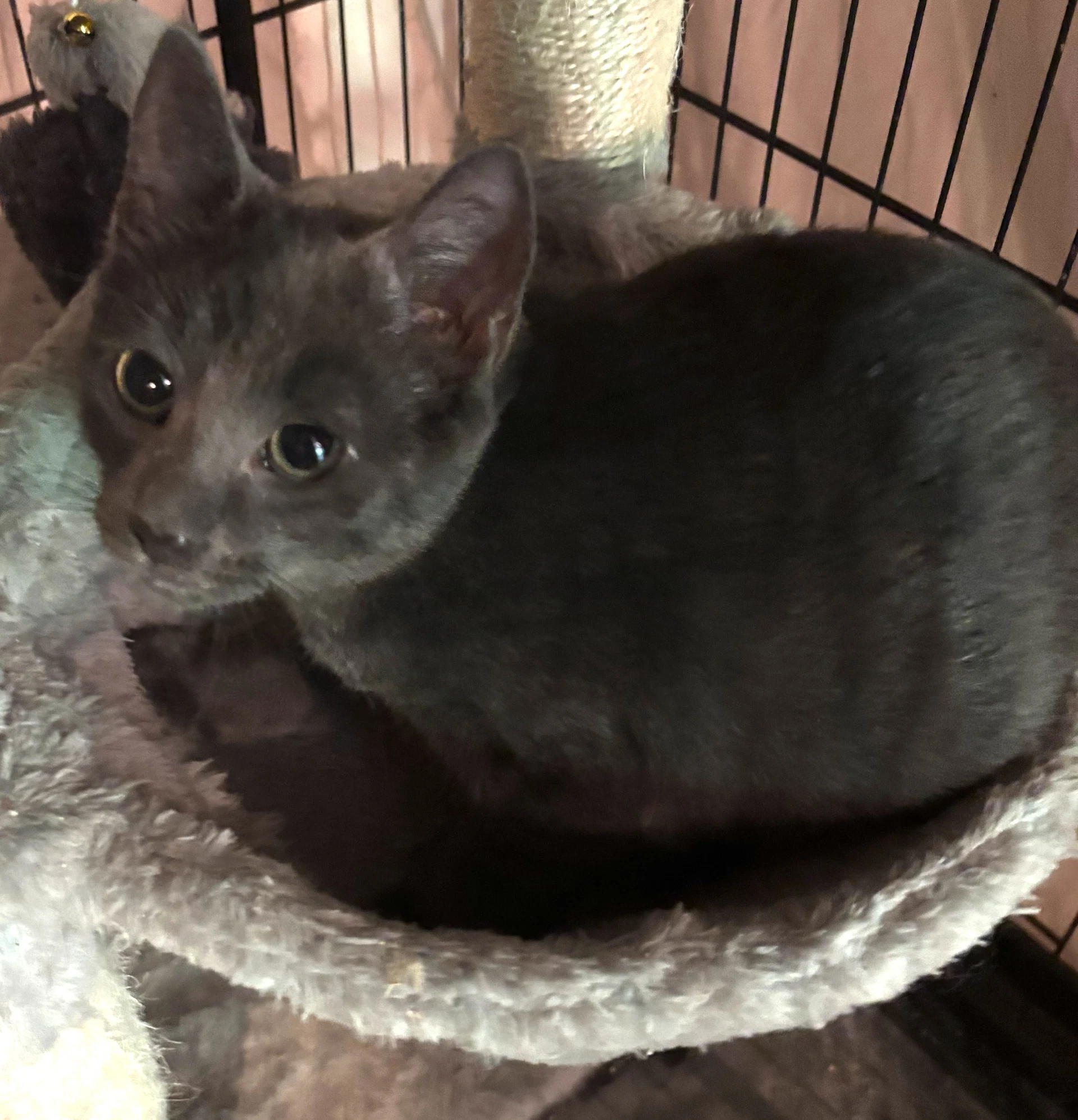 Stella
