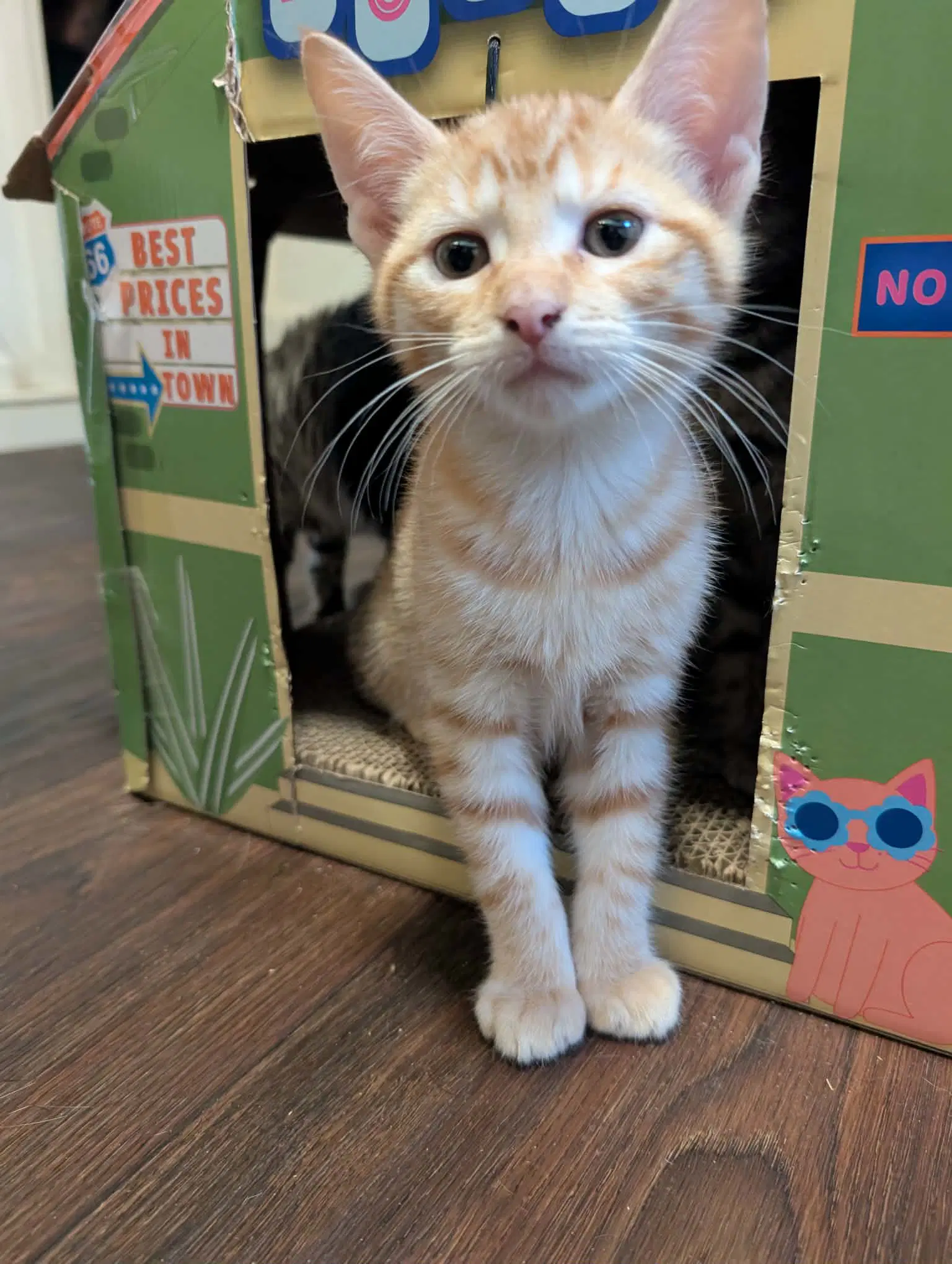 Screech - Tabby