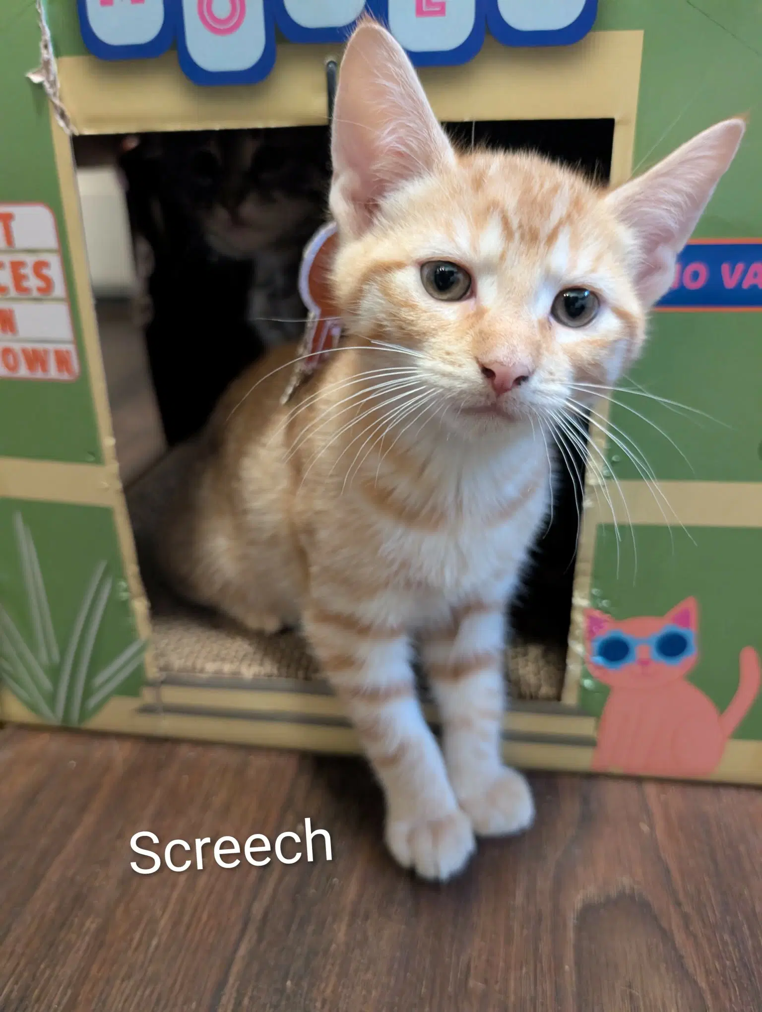 Screech image 2