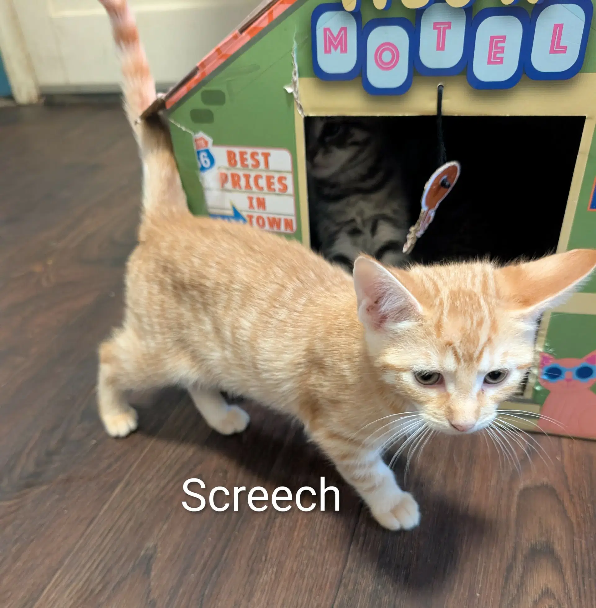 Screech image 3