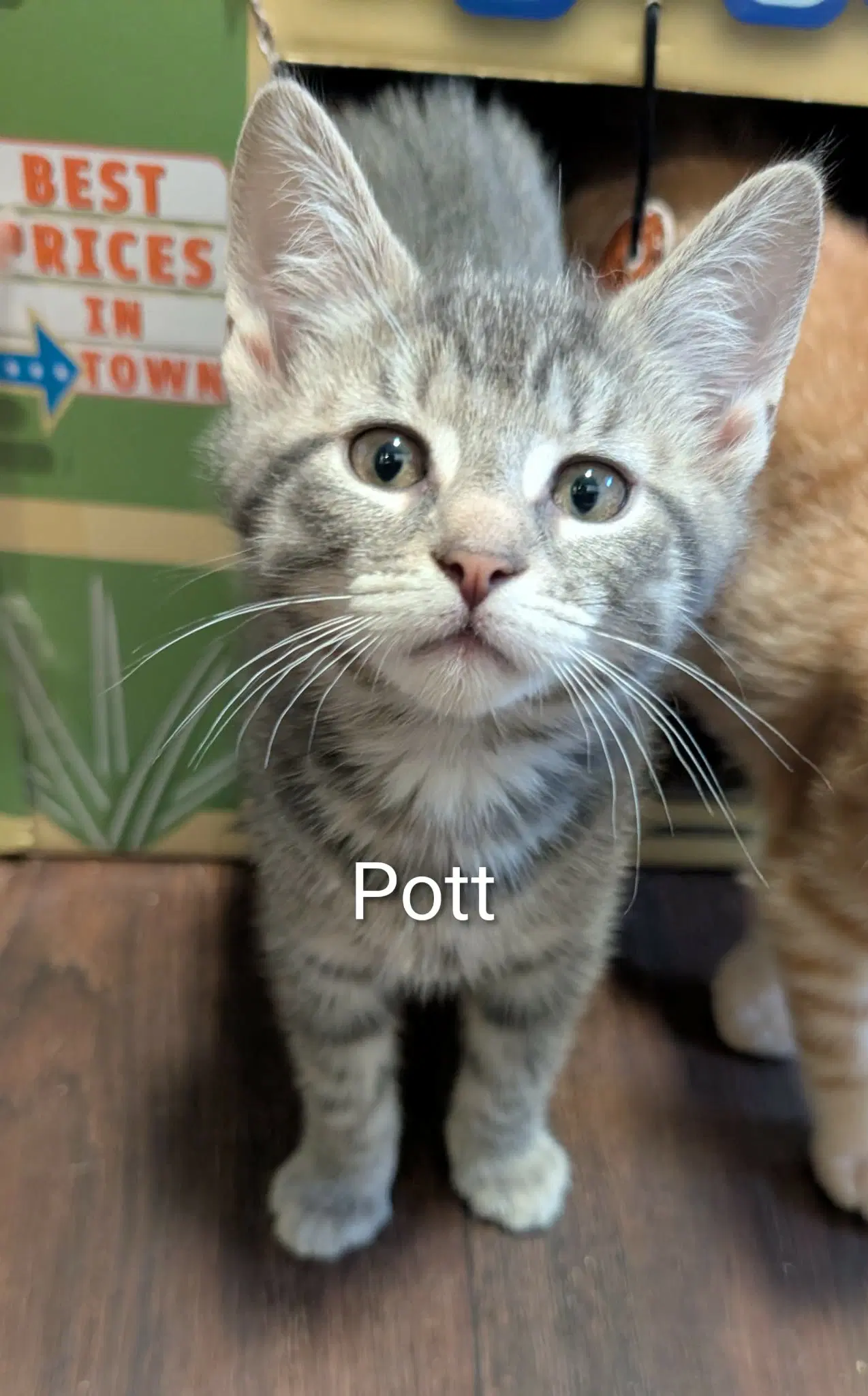 Pott - Tabby