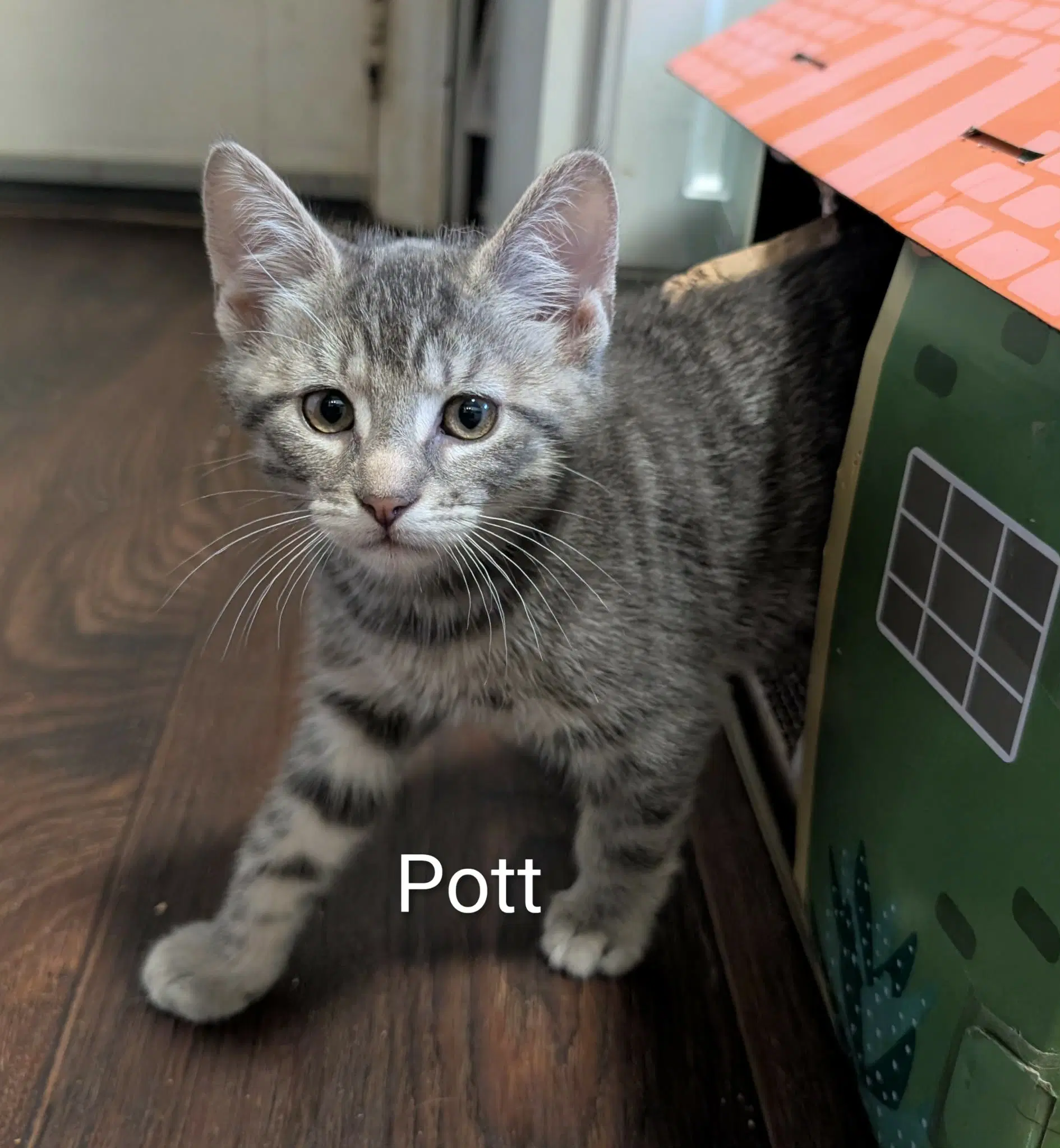 Pott image 2