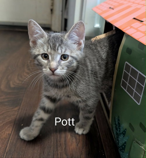 Photo 2 of Pott