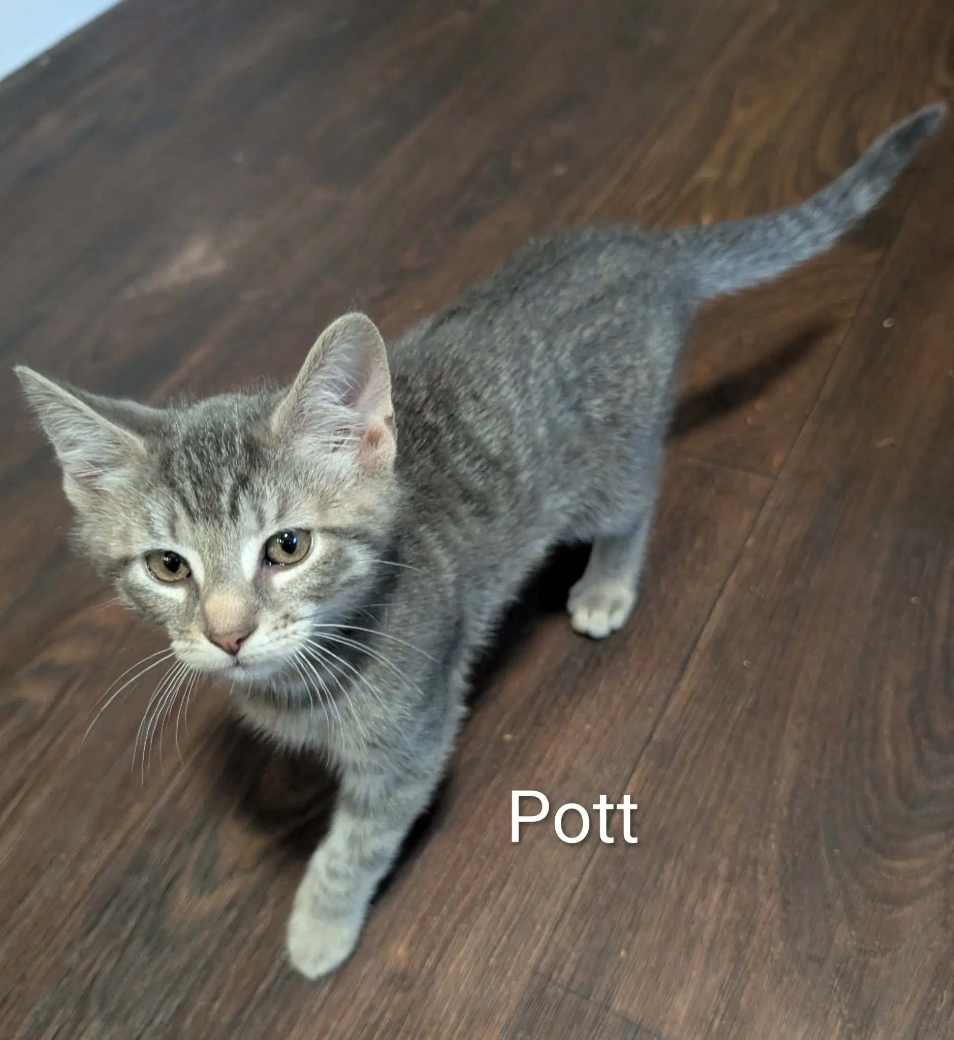 Pott image 3