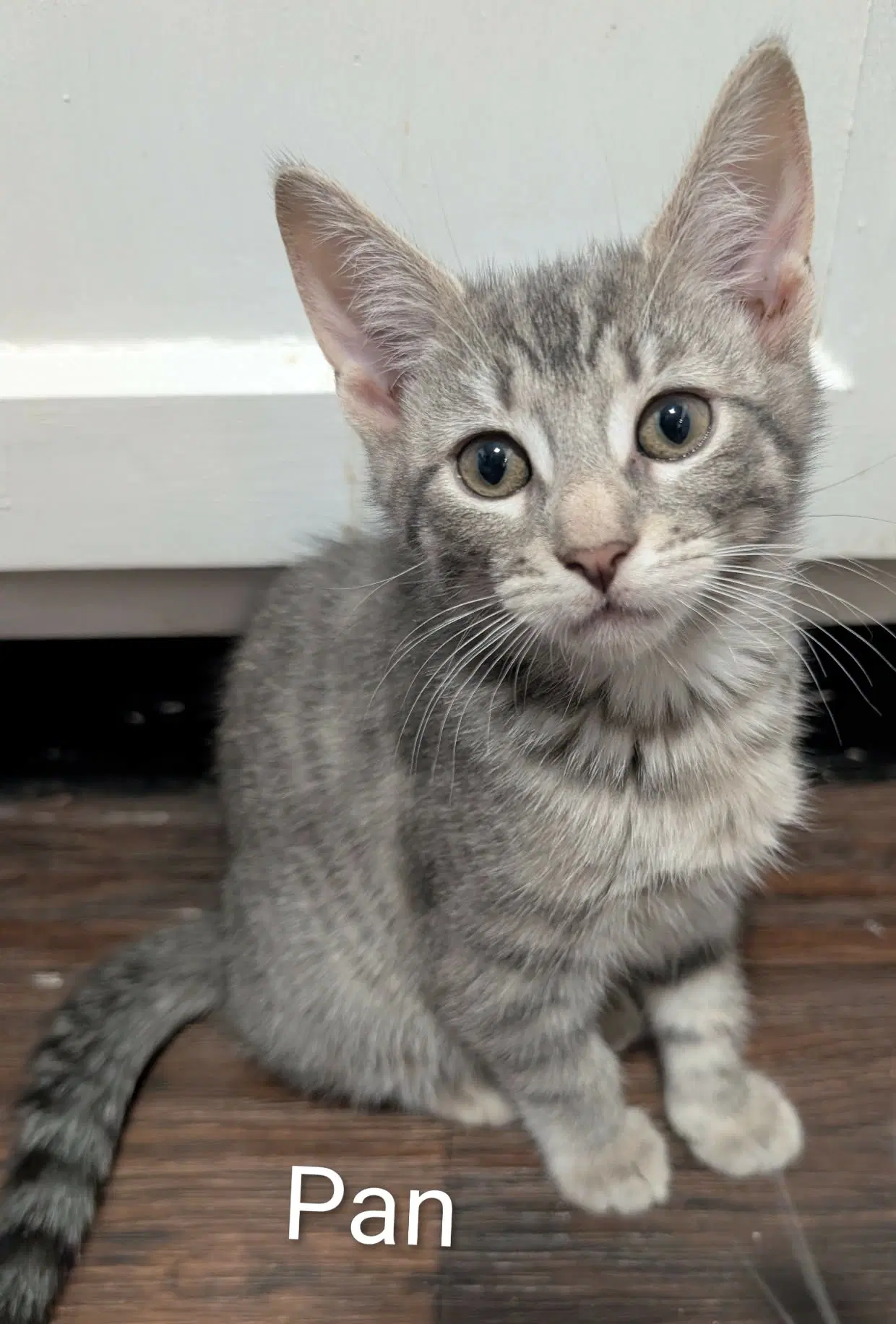 Pan - Tabby